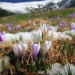 Sbrinamenti Daikin: è primavera