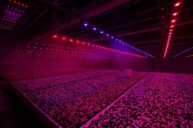 Lampade LED per coltivazione indoor