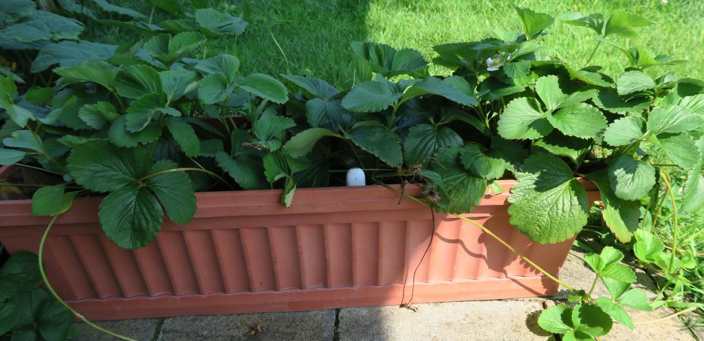 Xiaomi Mi Flora Smart Plant Sensor Monitor Flower Care