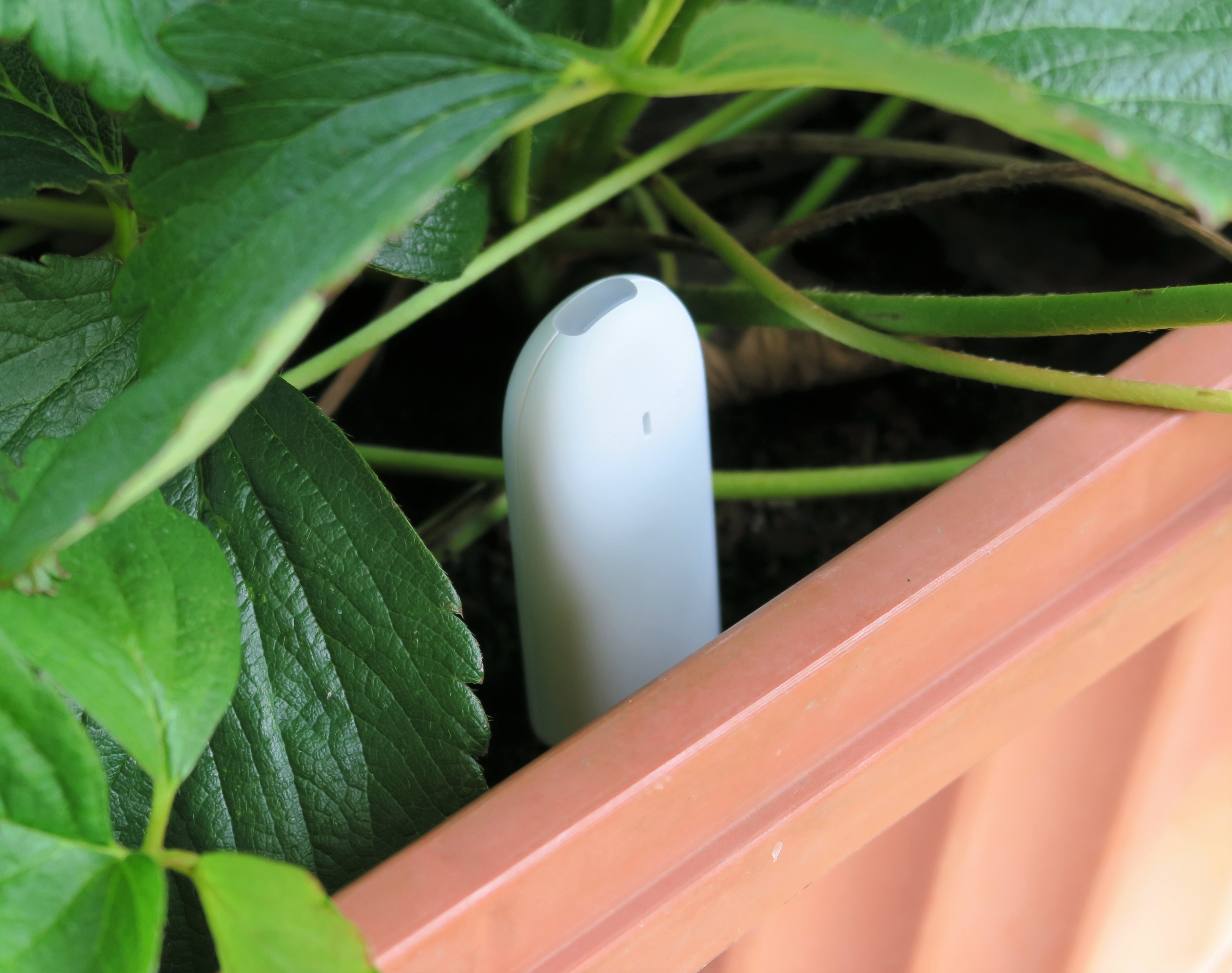 Xiaomi Flower Care sensore piante guida completa